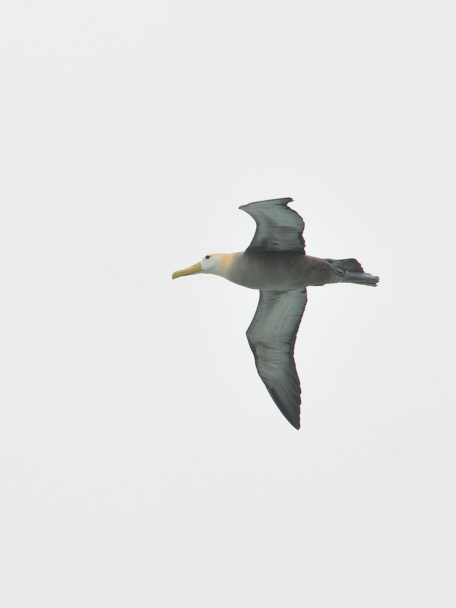 Waved Albatross - ML641571641