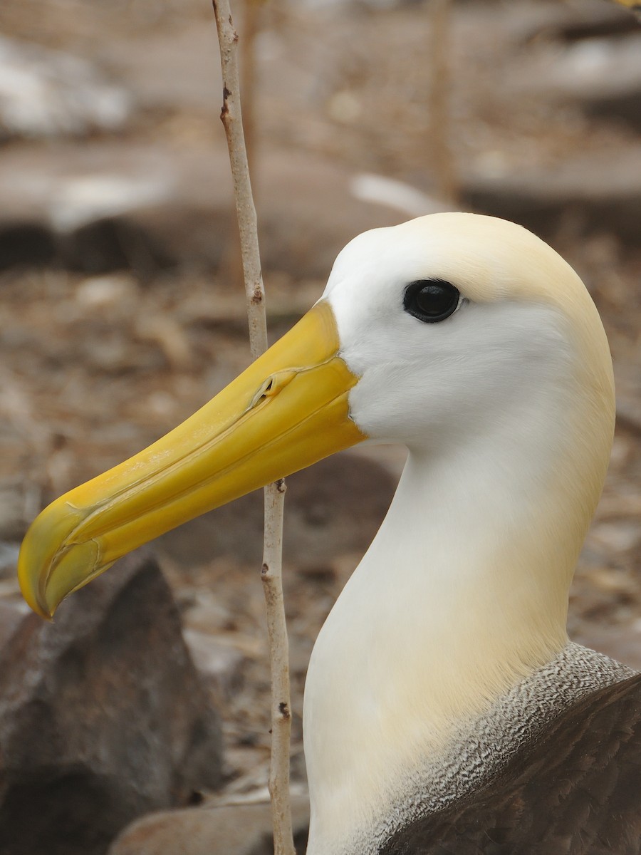 Waved Albatross - ML641571648