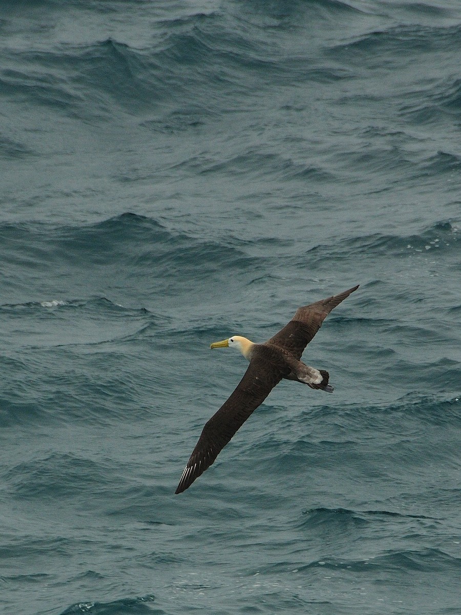 Waved Albatross - ML641571649