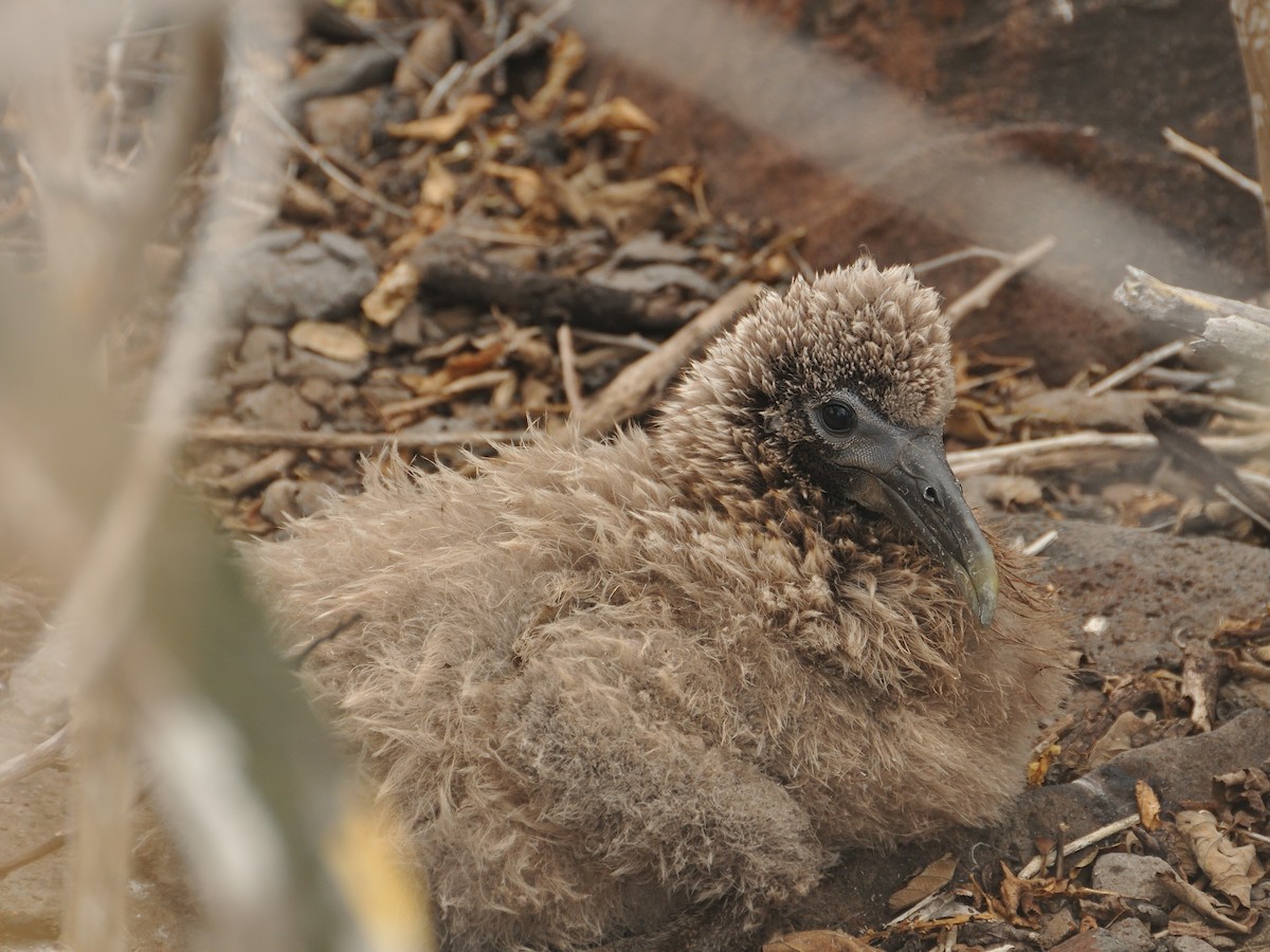 Waved Albatross - ML641571650