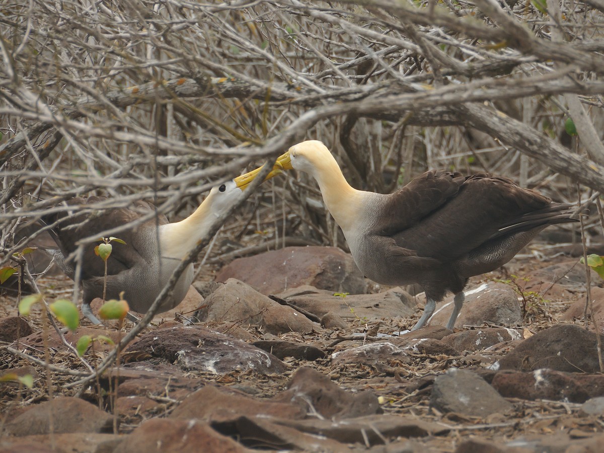 Waved Albatross - ML641571652