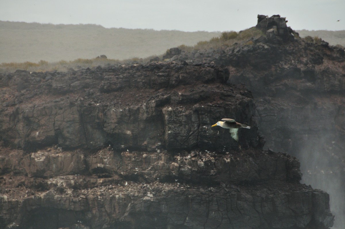 Waved Albatross - ML641571653