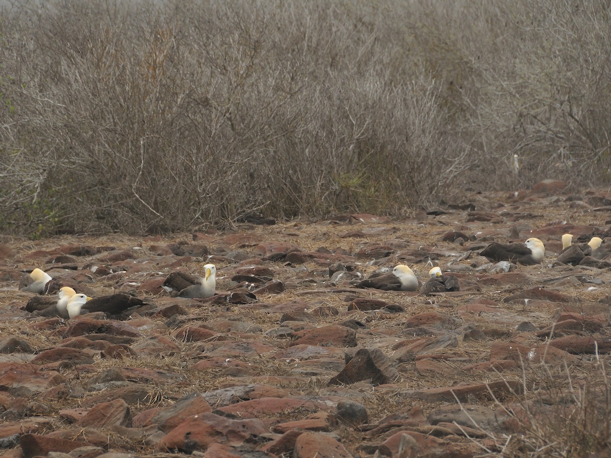 Waved Albatross - ML641571654
