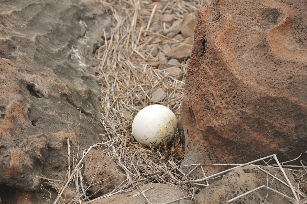 Waved Albatross - ML641571656