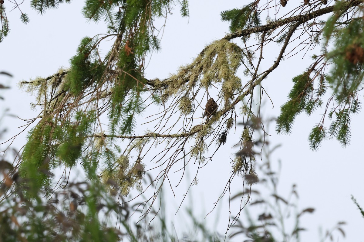 Passerin azuré - ML641571659