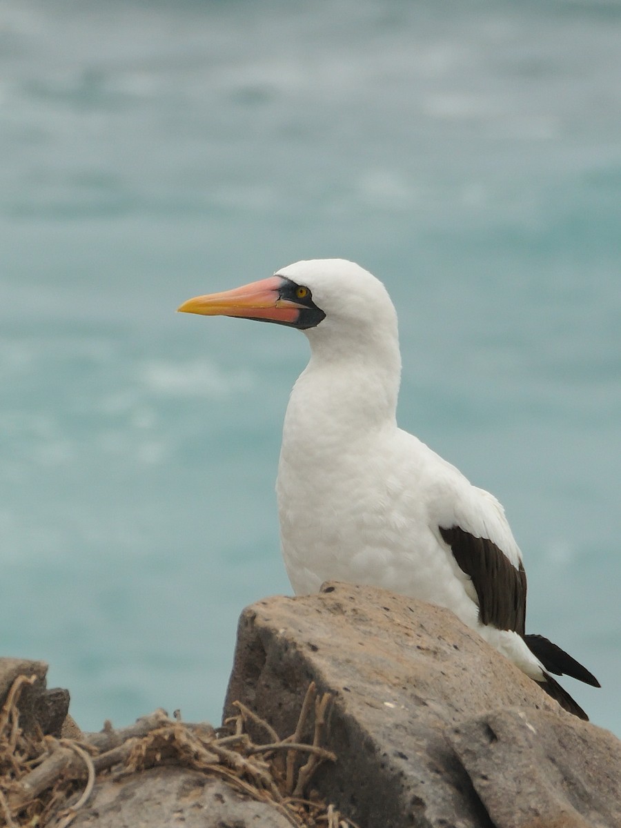 Nazca Booby - ML641571668