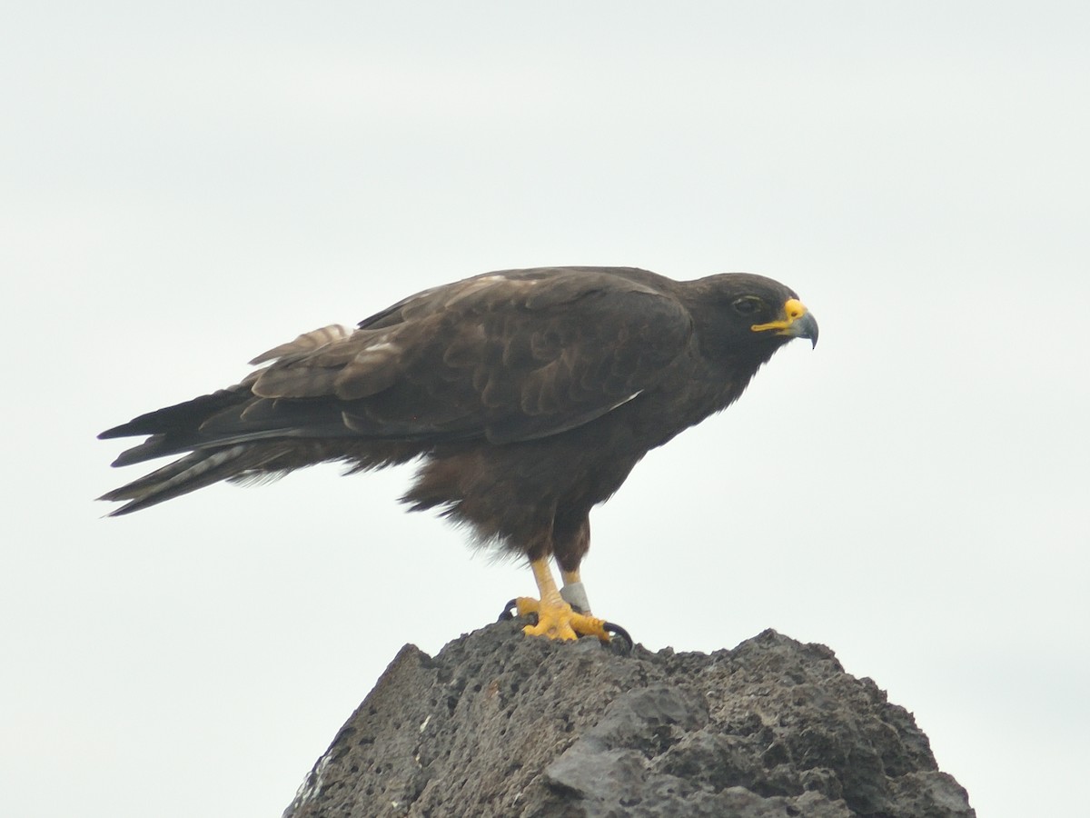 Galapagos Hawk - ML641571683