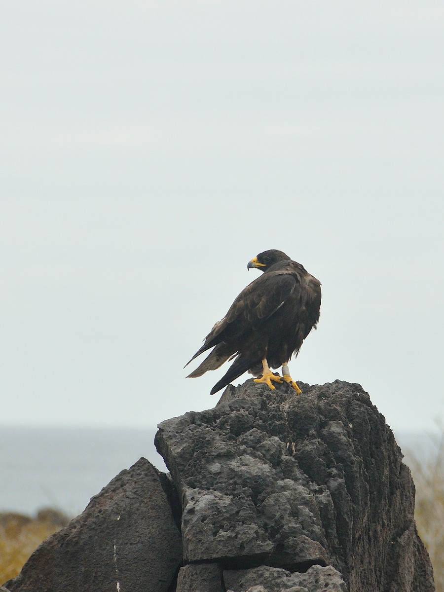 Galapagos Hawk - ML641571685