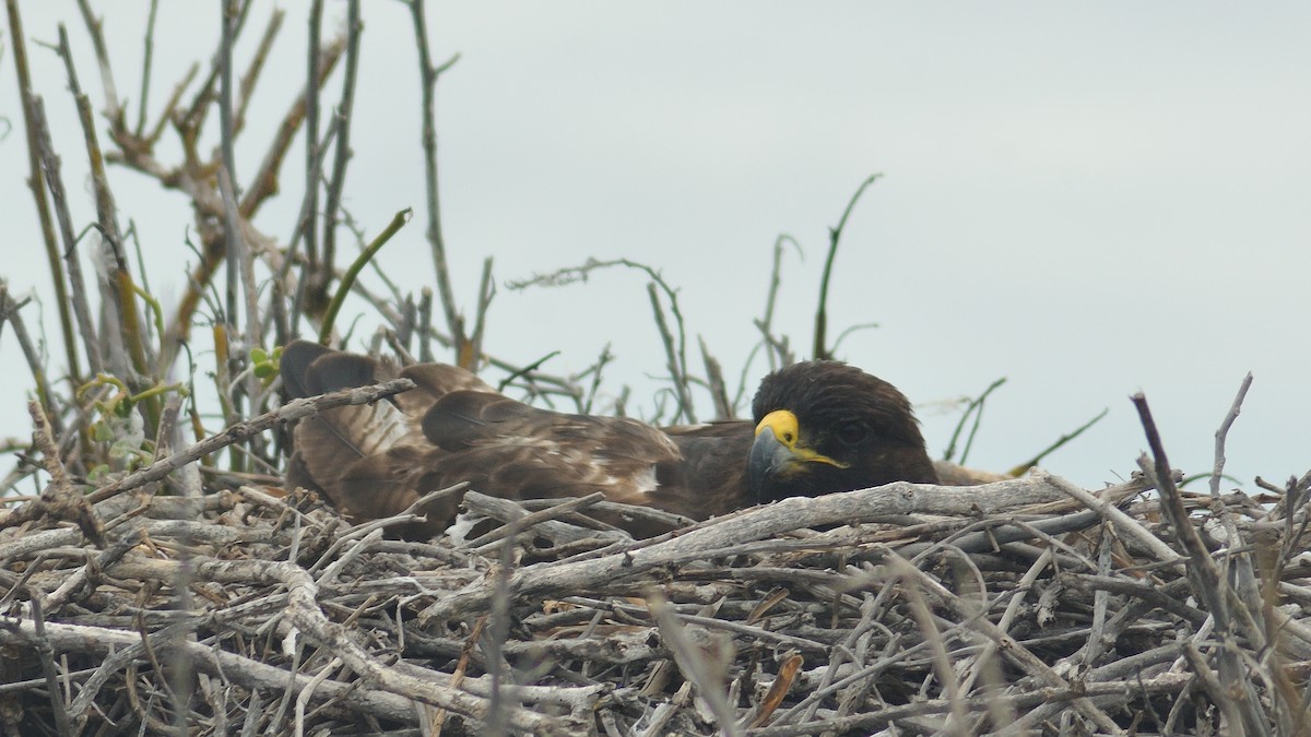 Galapagos Hawk - ML641571687