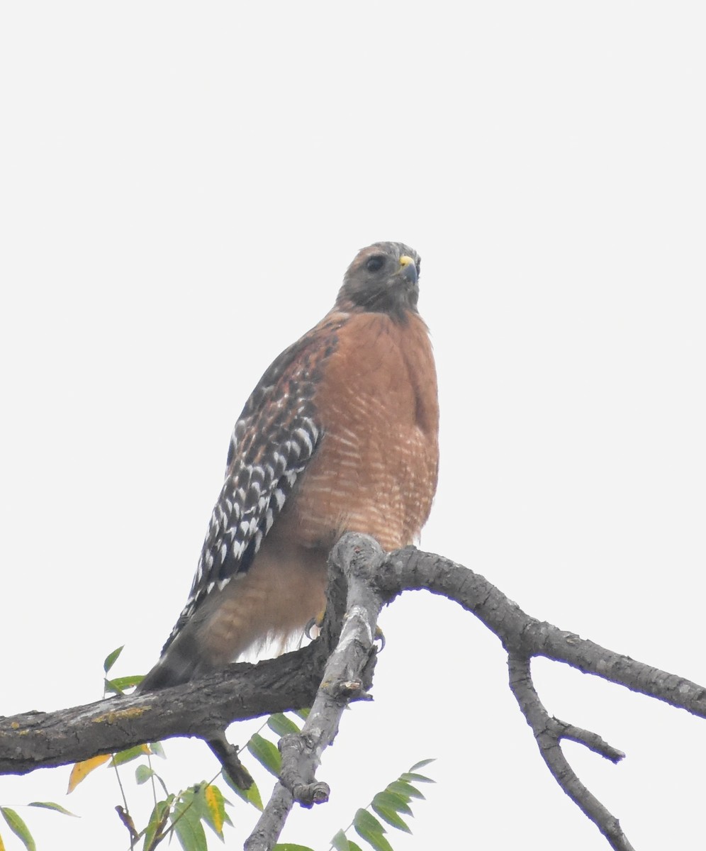 Red-shouldered Hawk - ML641571729