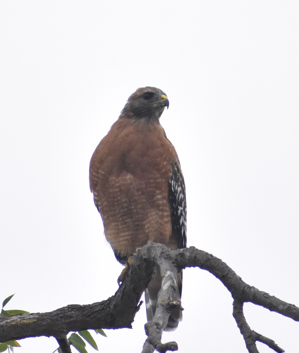 Red-shouldered Hawk - ML641571735