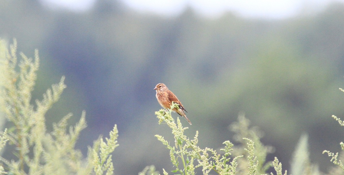 Eurasian Linnet - ML641571755