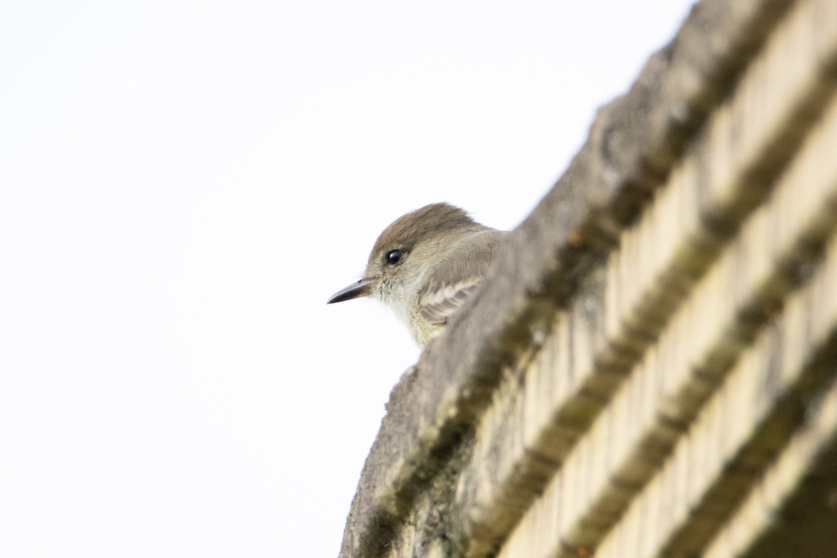 Galapagos Flycatcher - ML641571766