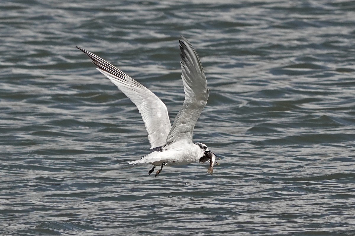Sandwich Tern - ML641571820