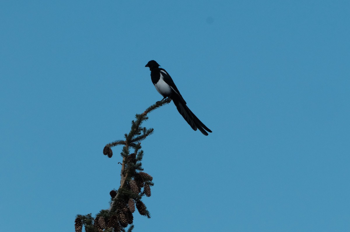 Black-billed Magpie - ML641571831