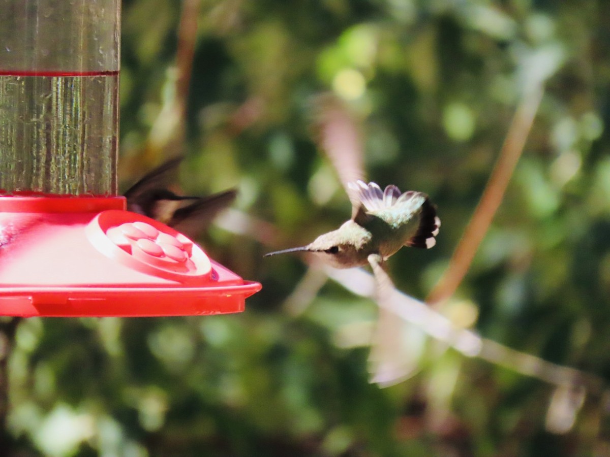 Black-chinned Hummingbird - ML641571845
