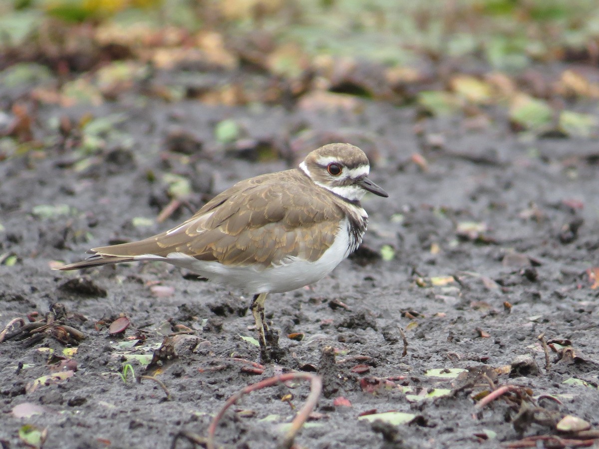 Killdeer - ML641571848