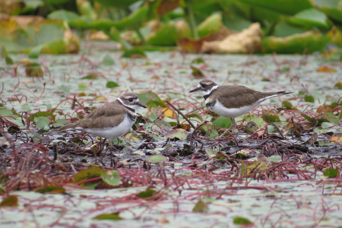 Killdeer - ML641571849