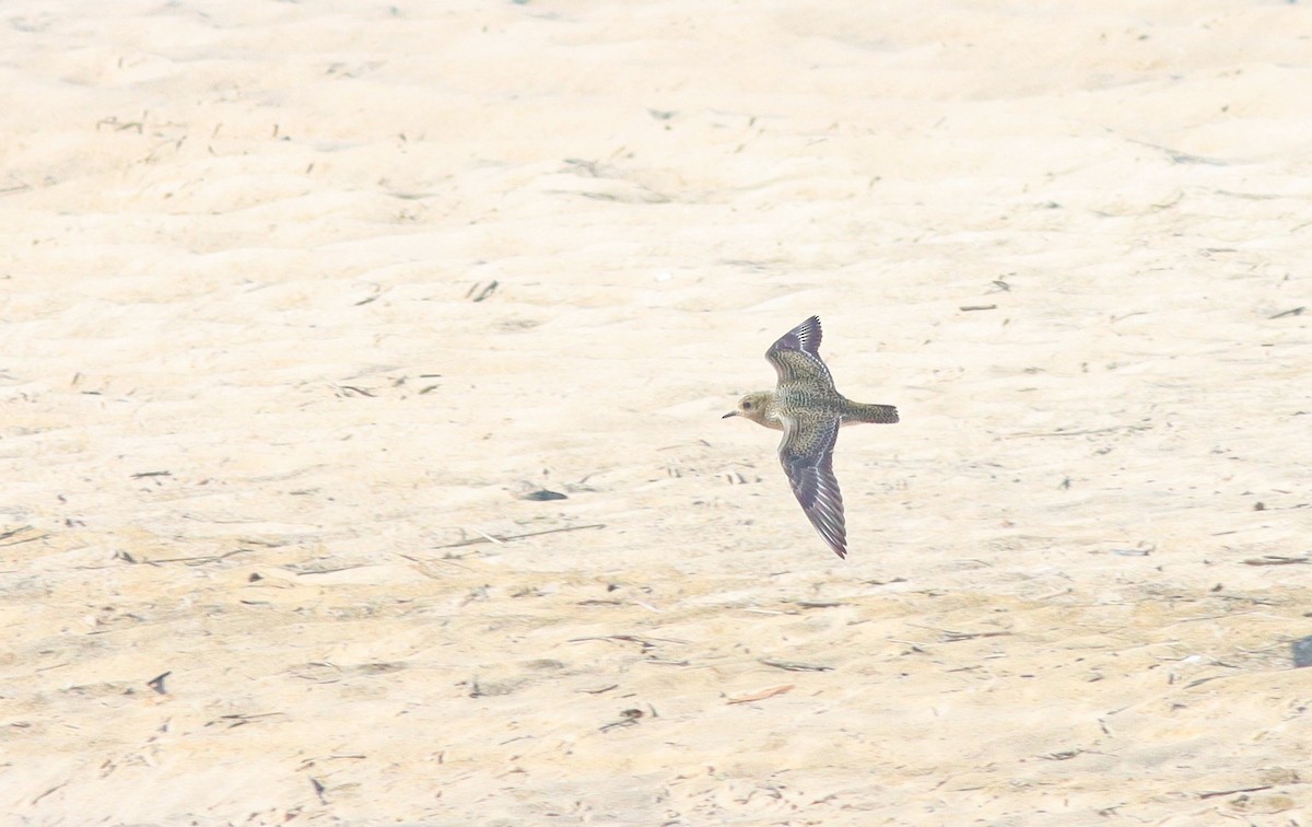 European Golden-Plover - ML641571851