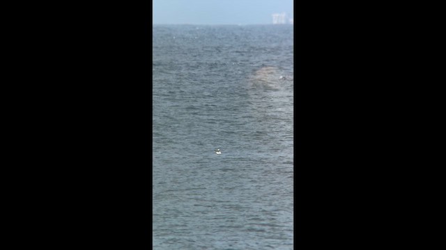 Common Tern - ML641571858