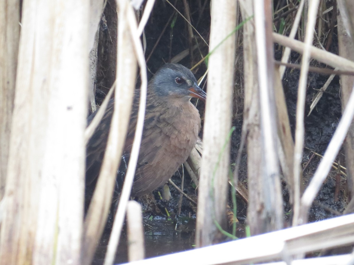 Virginia Rail - ML641571861