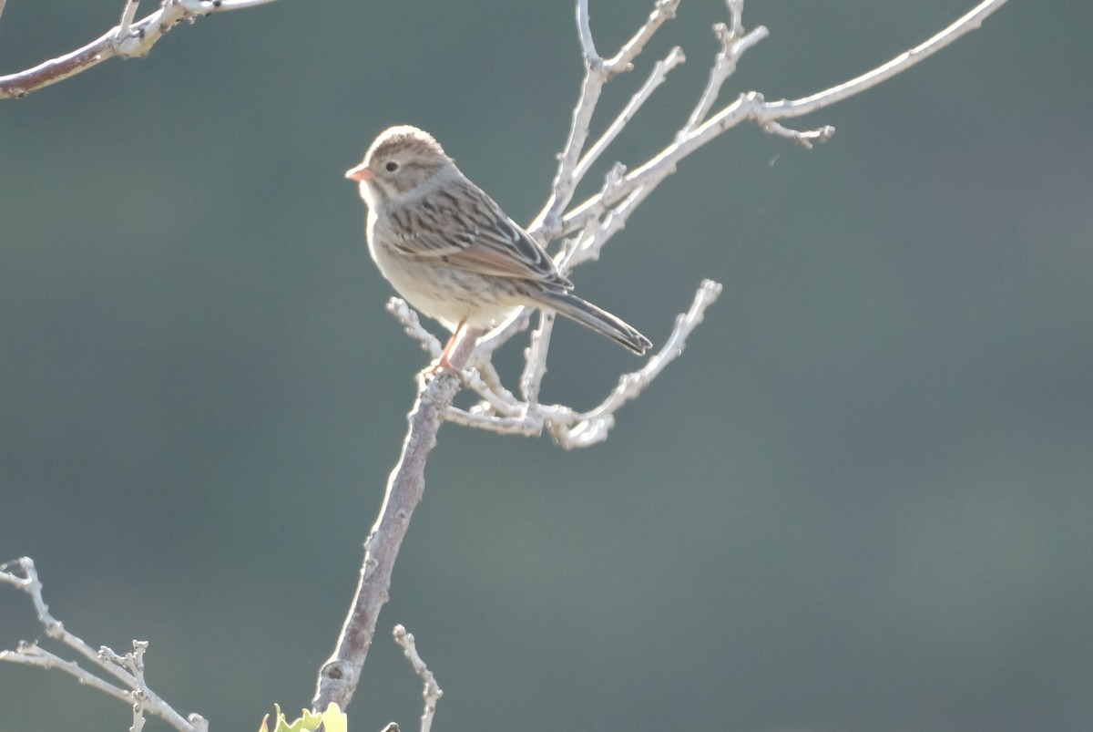 Brewer's Sparrow - ML641571870