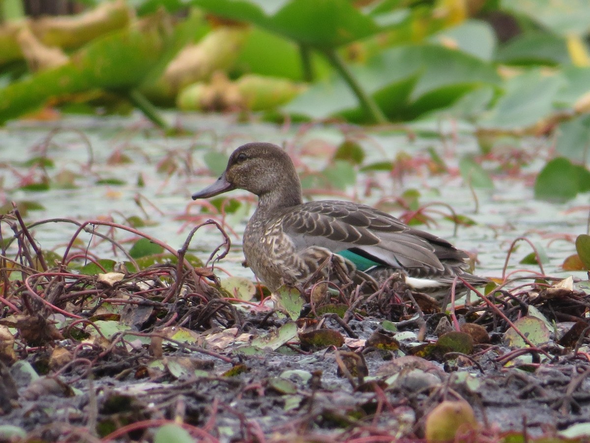 Green-winged Teal - ML641571881