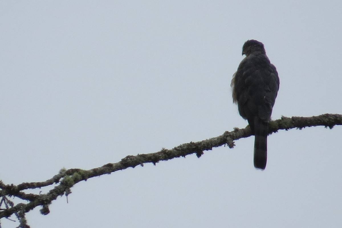 Sharp-shinned Hawk - ML641571887