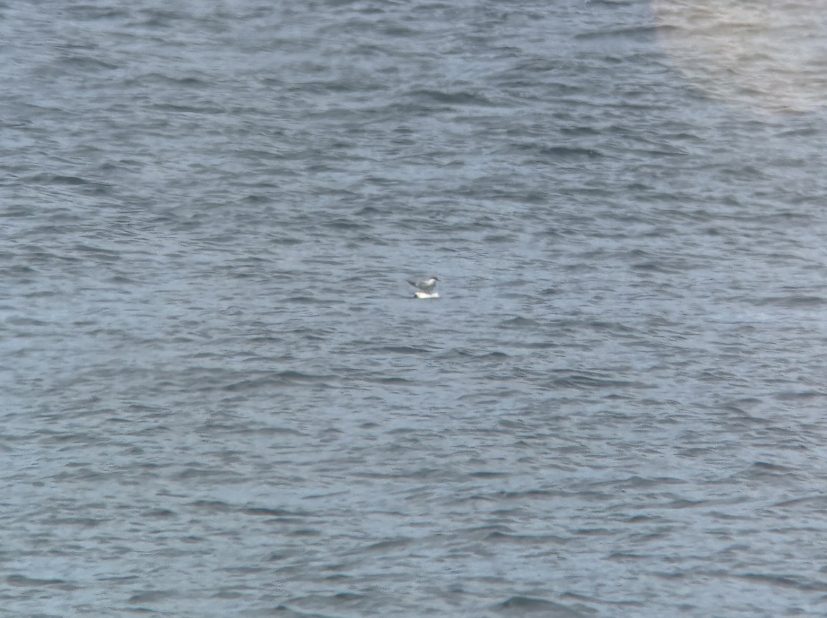 Common Tern - ML641571892