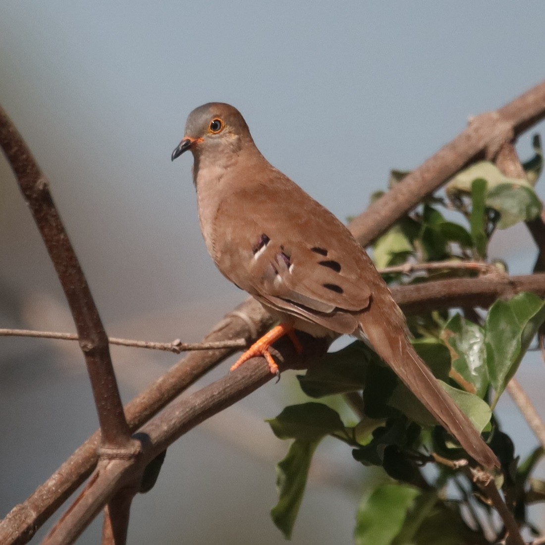 Long-tailed Ground Dove - ML641571896