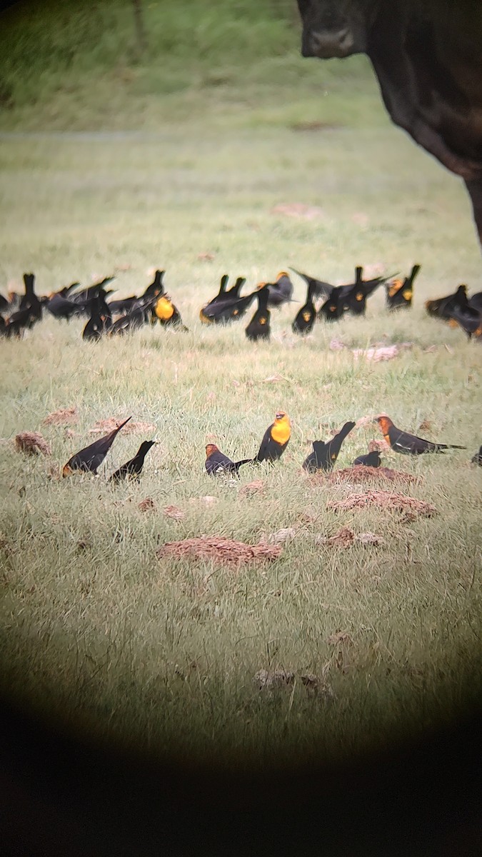 Yellow-headed Blackbird - ML641571901