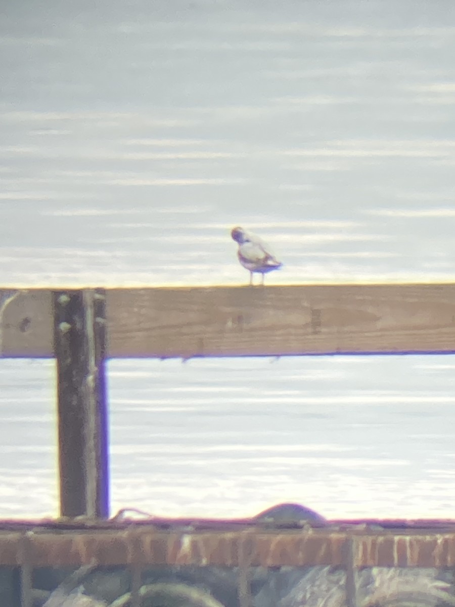 Little Gull - ML641571912