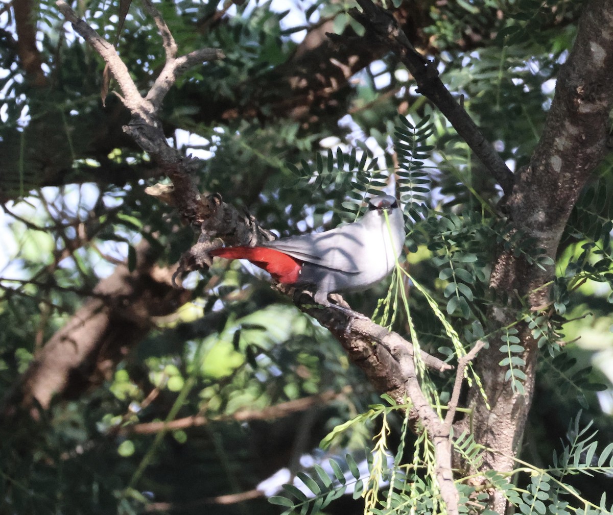 Lavender Waxbill - ML641571925