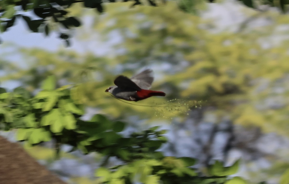 Lavender Waxbill - ML641571926
