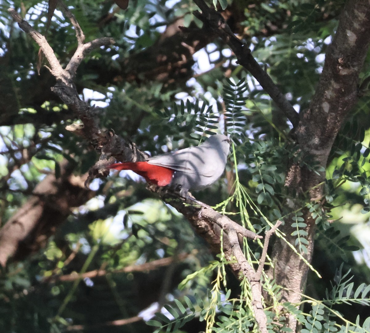 Lavender Waxbill - ML641571927