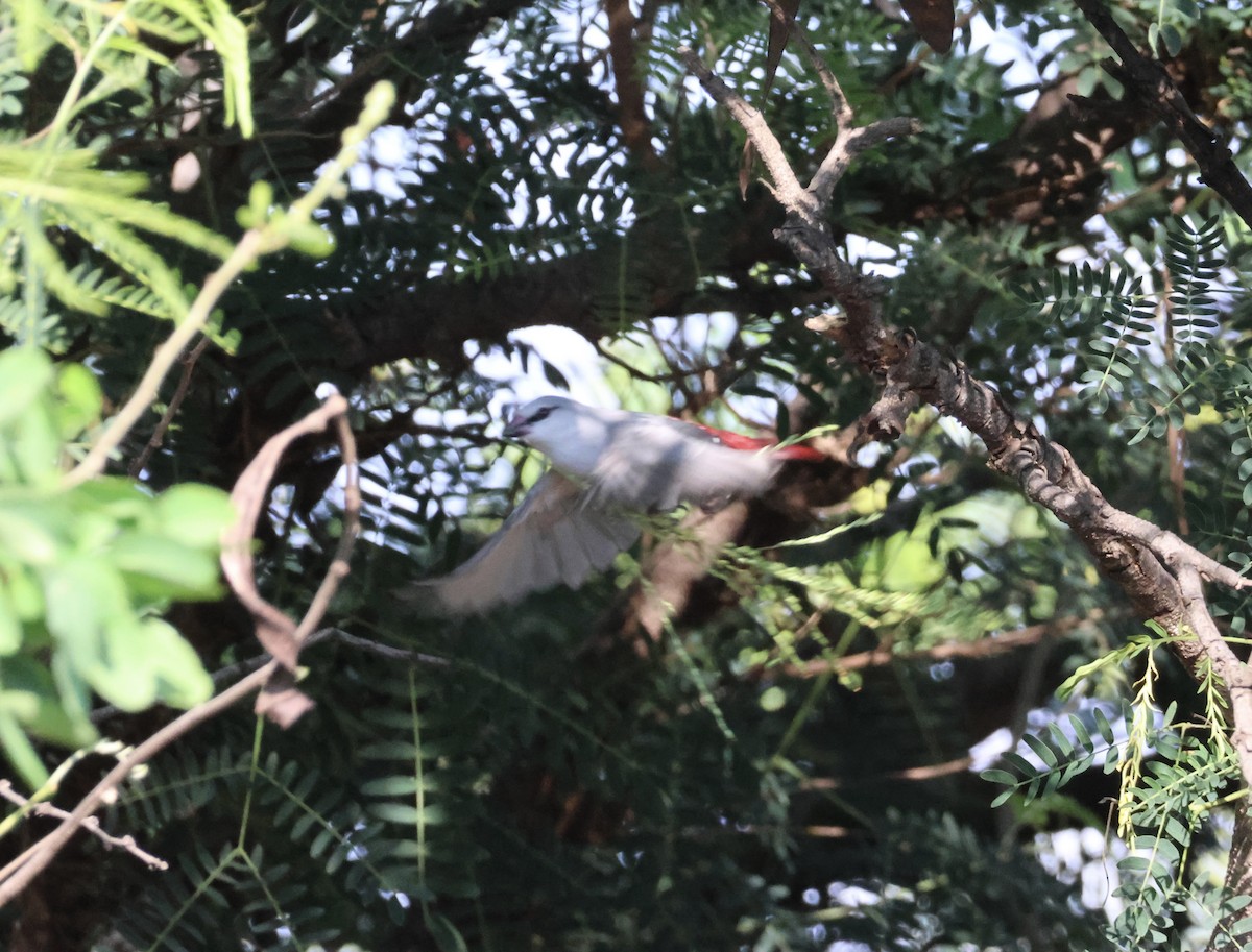 Lavender Waxbill - ML641571928