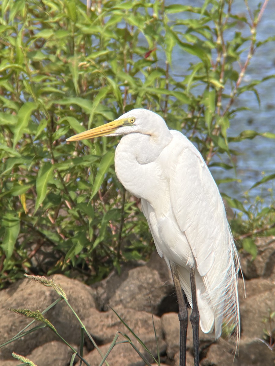 Great Egret - ML641571940