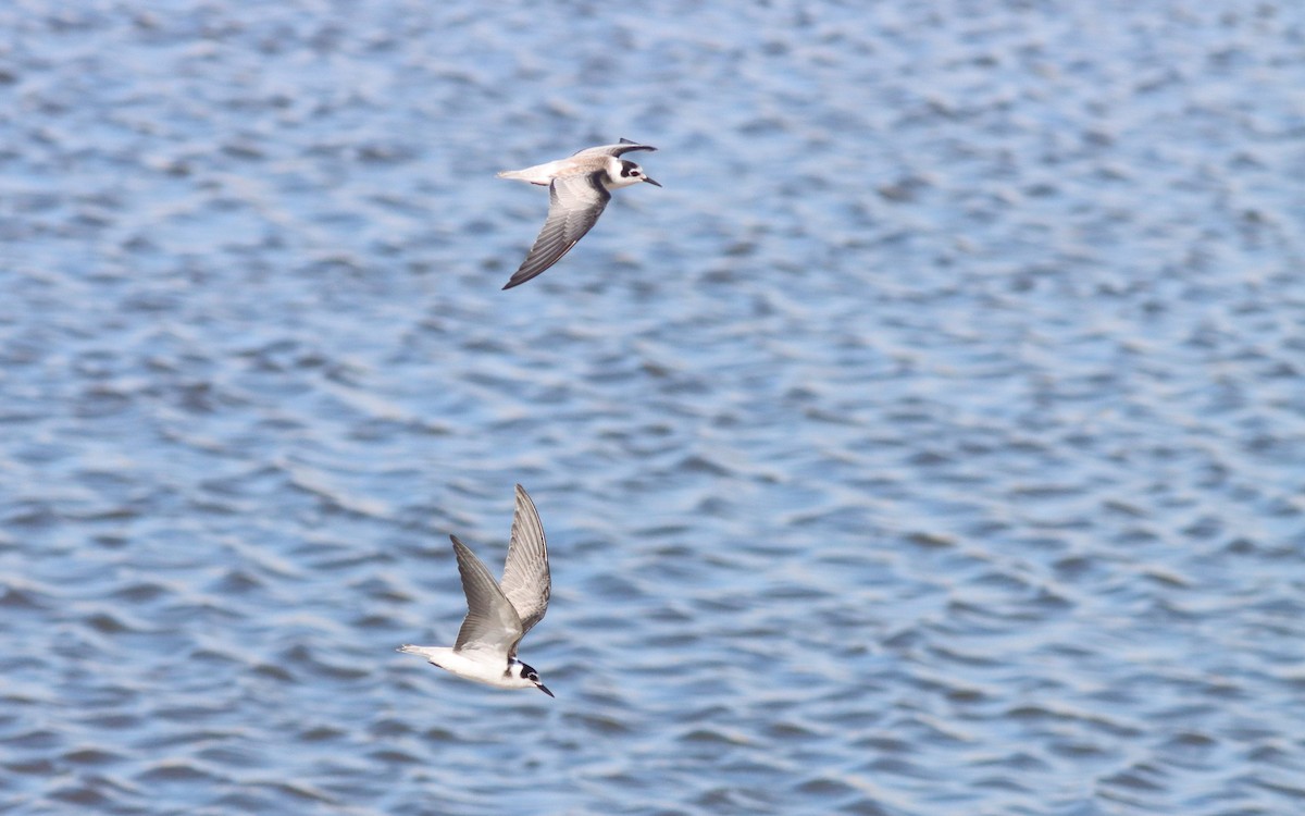 Black Tern - ML641571946
