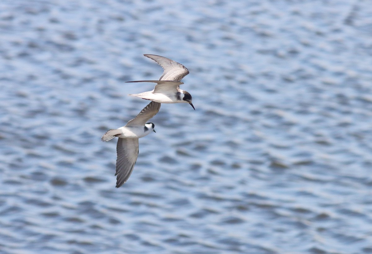 Black Tern - ML641571962