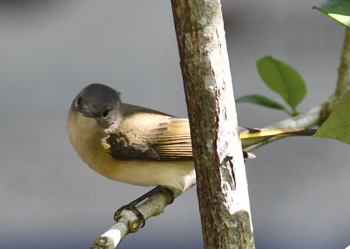 American Redstart - ML641571985