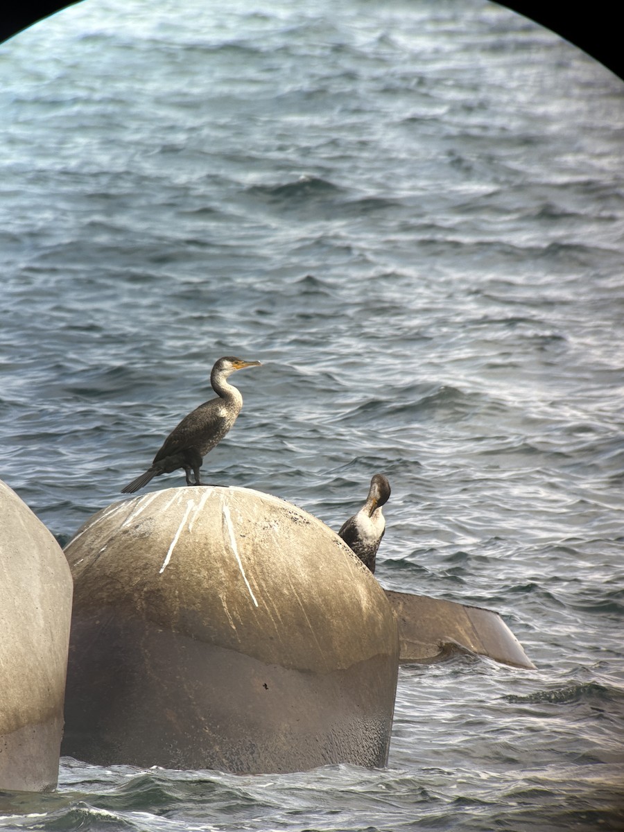Japanese Cormorant - ML641571989