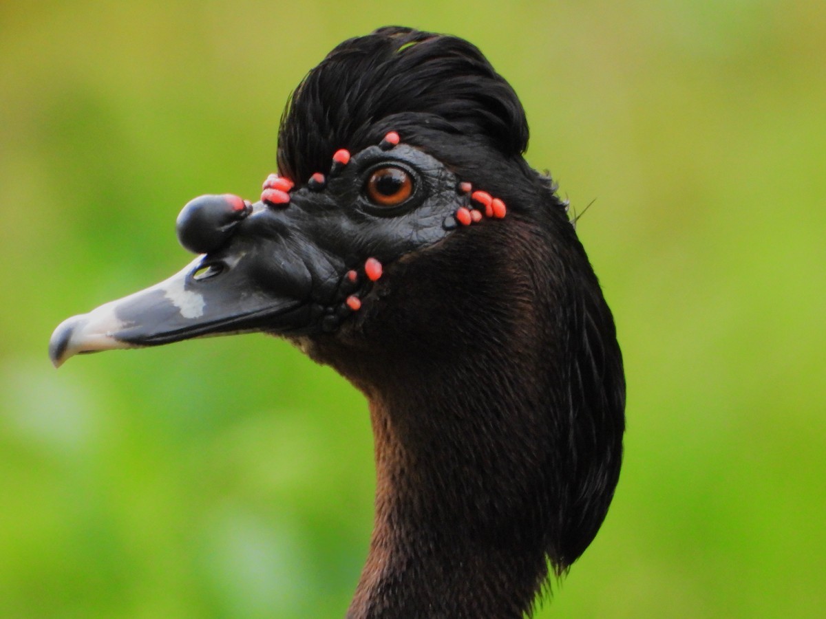 pižmovka americká (domestikovaná) - ML641571999