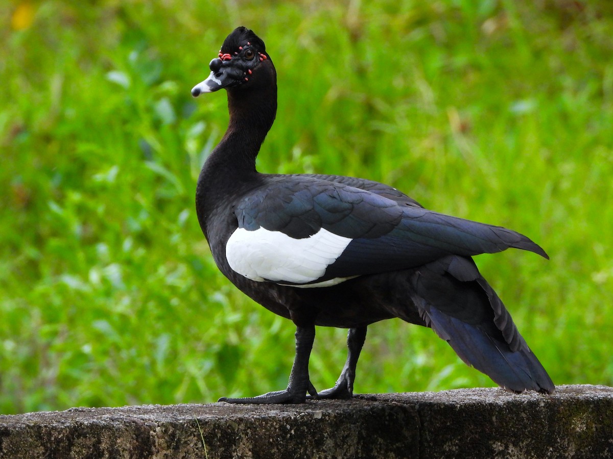 pižmovka americká (domestikovaná) - ML641572000