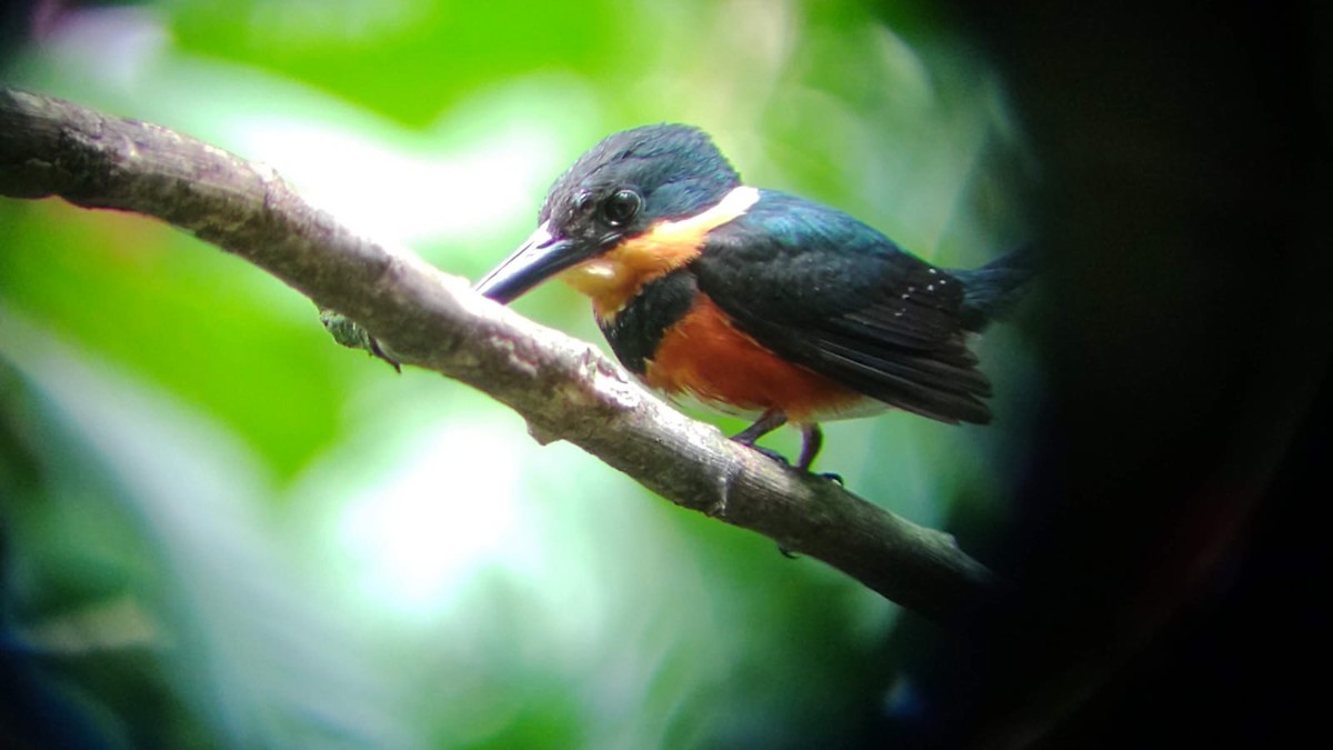 American Pygmy Kingfisher - ML641572017