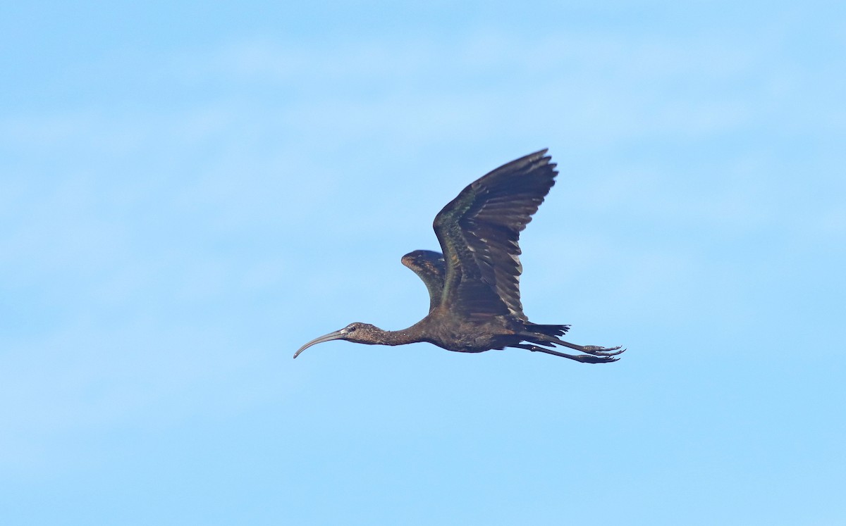 Glossy Ibis - ML641572019