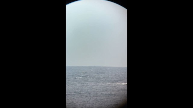 Streaked Shearwater - ML641572037
