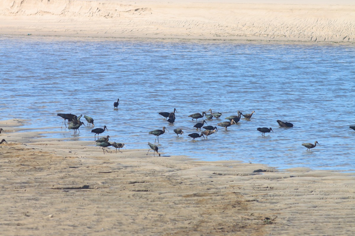 Glossy Ibis - ML641572042