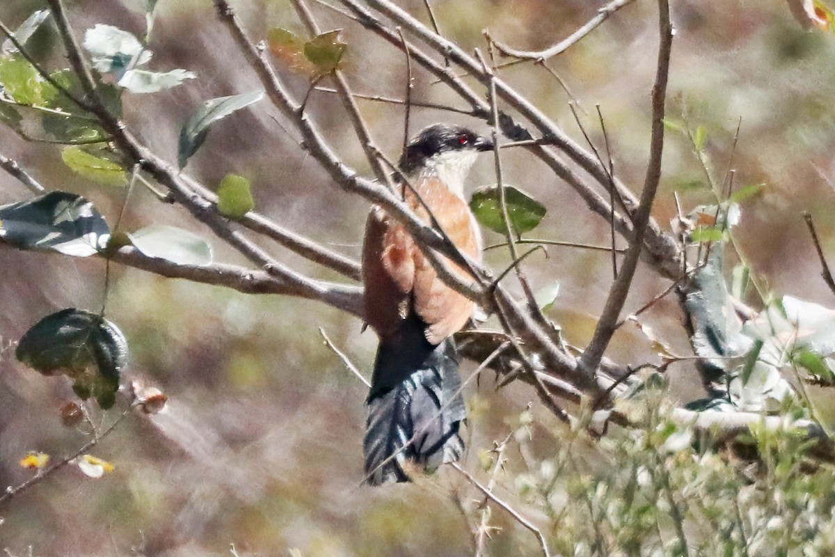 kukačka senegalská - ML641572051