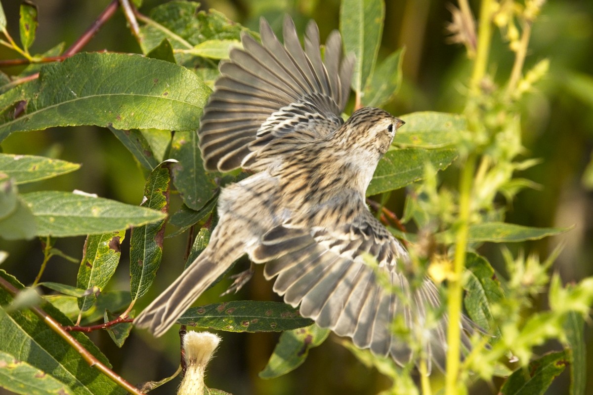 Brewer's Sparrow - ML641572053