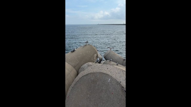 Black-tailed Gull - ML641572054